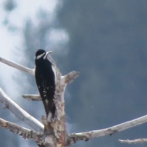 Williamson's Sapsucker