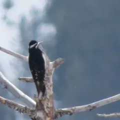 Williamson's Sapsucker thumbnail 1