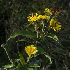 Elecampane thumbnail 1