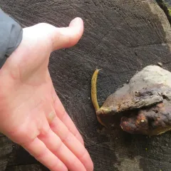 Yellow-bordered Taildropper thumbnail 3