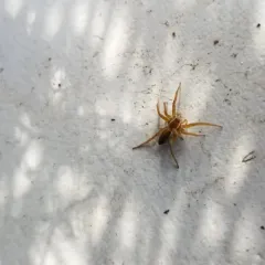 Six-spotted Fishing Spider thumbnail 4