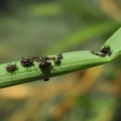 Onion Aphid thumbnail 2