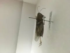 Wrangler Grasshopper thumbnail 3