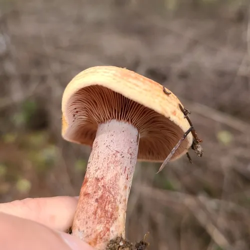 Red-bleeding Milk Cap