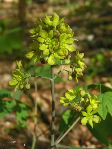 blue cohosh