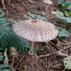 Olive Shaggy Parasol thumbnail 4