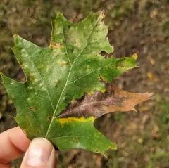 Oak Anthracnose thumbnail 2