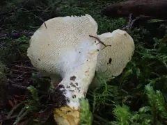 Hydnum washingtonianum thumbnail 1
