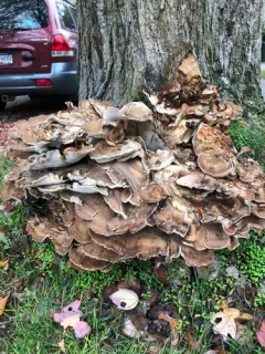Giant Polypore thumbnail 3