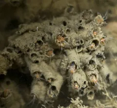 Tube-dwelling Sea Flea thumbnail 3