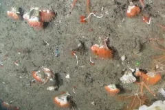 Cockscomb Cup Coral thumbnail 1