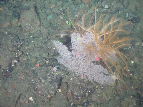 Plumarella longispina