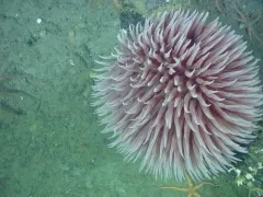 Pom-pom Anemone thumbnail 3