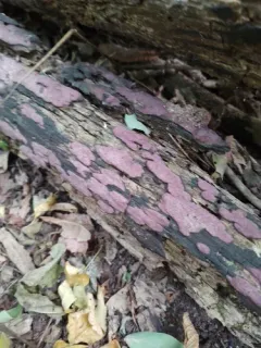 rusty woodwart thumbnail 3