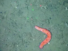 White-Knobbed Sea Cucumber thumbnail 2