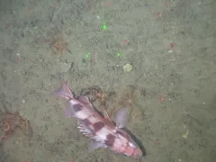 Sharpchin Rockfish thumbnail 2