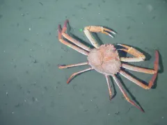 Grooved Tanner Crab thumbnail 2