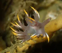 White Dendronotus thumbnail 3