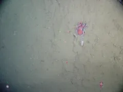Graneledone pacifica thumbnail 2