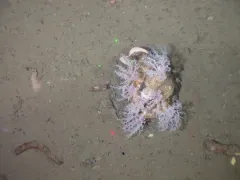 Psolus squamatus thumbnail 2