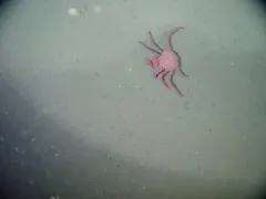 Scarlet King Crab thumbnail 2