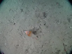 Umbellula lindahli thumbnail 1