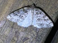 Orthofidonia exornata thumbnail 3