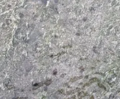 Banff Springs Snail thumbnail 1