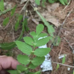 common valerian thumbnail 1