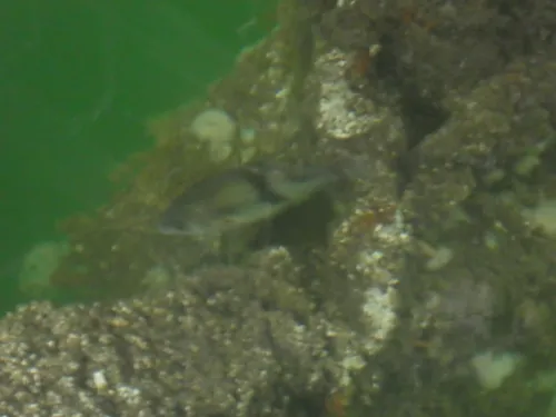 Pile Surfperch