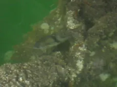 Pile Surfperch thumbnail 1