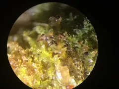 Pointed Earwort thumbnail 1