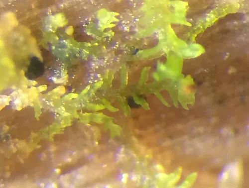 Heller's Notchwort