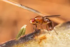 Amphipogon hyperboreus thumbnail 2