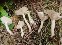 Ivory Funnel thumbnail 4