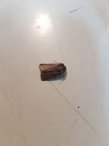 Hypocoena basistriga