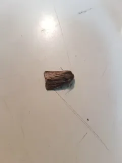 Hypocoena basistriga thumbnail 1