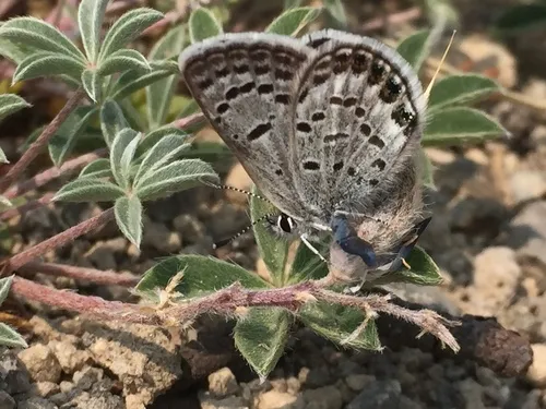 Shasta Blue