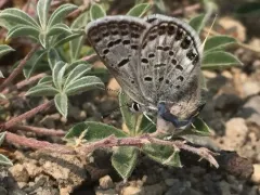 Shasta Blue thumbnail 1