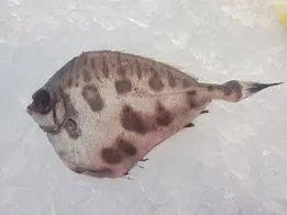 Thorny Tinselfish