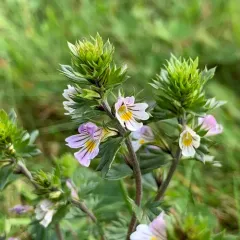 Common Eyebright thumbnail 5