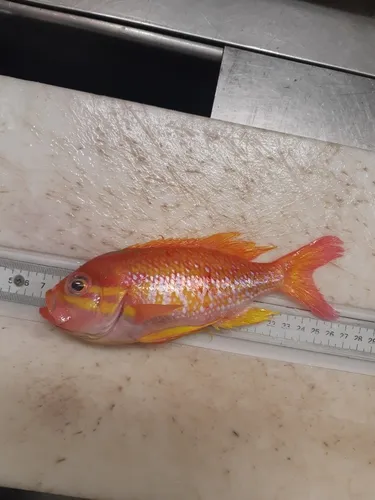 Yellowfin Bass