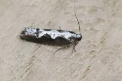 Epinotia albicapitana thumbnail 2