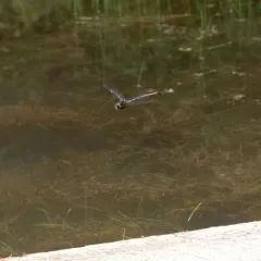Shadow Darner thumbnail 3