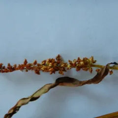 white willow dock thumbnail 2