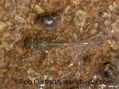 Heptagenia elegantula thumbnail 2