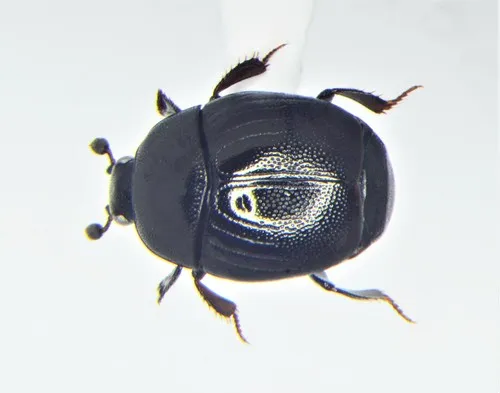 Geomysaprinus moniliatus
