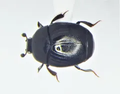 Geomysaprinus moniliatus thumbnail 1