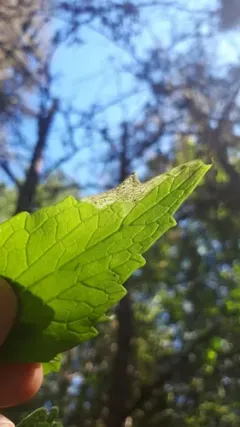 Liriomyza valerianivora thumbnail 3