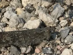 Undulant-Winged Grasshopper thumbnail 1